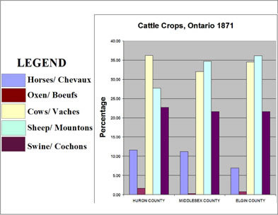 [ Chart Showing Cattle Crops, Selected Counties in Ontario, 1871, Compiled from government census data. , Natalie O'Toole, Great Unsolved Mysteries in Canadian History Team, Calgary,   ]