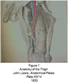 Anatomy of the Thigh