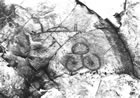 Pictogrammes � Towdystan au sud du lac Nimpo