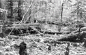 Des traces de l�arpentage fait par Waddington en 1863