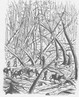 Route croisant les arbres morts