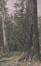 Sapin, Salt Spring Island, 1887