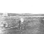 Deer grazing on chip yard, with Blecher house in background