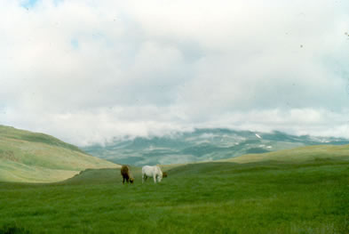 Greenland horses