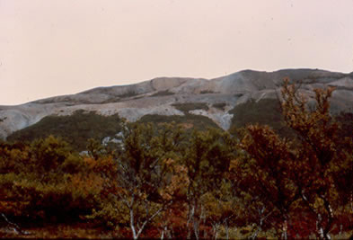Icelandic forest in 1965