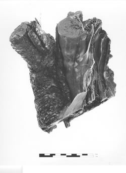 C-14 Stump