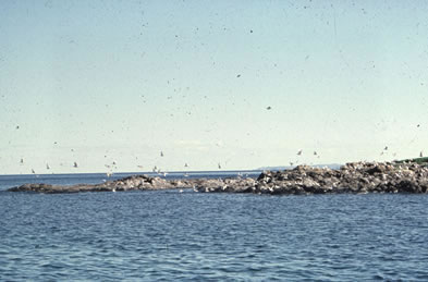 Oiseaux survolant L’Anse aux Meadows