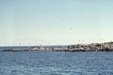 Birds at LAM