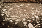 Dorset Palaeoeskimo Tent Floor