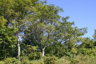 Butternut tress along the Miramich river