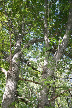 Large Hardwood Trees, Eastern NB