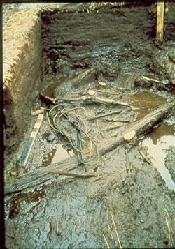 Nombreuses racines d’pinette in situ, 4A71K4-2, 1976