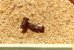 Fragmentary Boat Nail