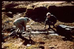 Longfire Hearth Excavation, 1965