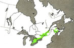 Distribution of butternuts, Juglans cinerea, in Canada.