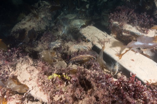 Il y un habitat propice à une grande variété d’espèces marines puisque l’épave du HMS Erebus est à l’abri de la glace