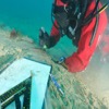 L'archéologue subaquatique prélève un échantillon de bois à des fins d'identification sur une portion de pont détachée faisant partie du champ de débris 