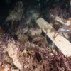 Since it is sheltered from the ice, the wreck of HMS Erebus provides a good habitat for a wide diversity of marine species