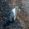 A polar bear is spotted close to the area where the land archaeologists and experts are working near the Terror search area. Precautions were taken to ensure the polar bear did not approach their area of operation