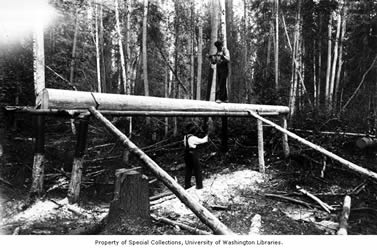[ Sawing logs for Boat-Building, Lake Lindeman or Lake Bennett ]