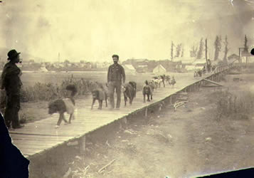 [  	Dogs packing goods to the mines, east side of the Klondike River Bridge, Dawson, ]