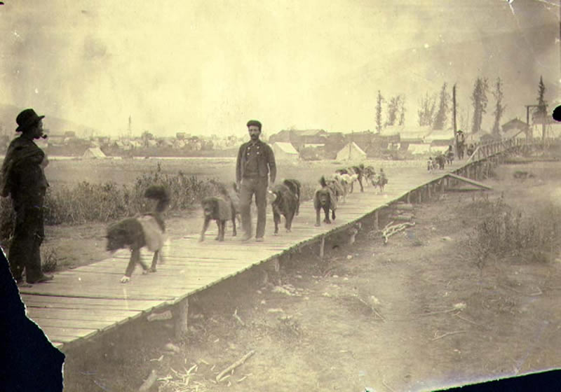 [  	Dogs packing goods to the mines, east side of the Klondike River Bridge, Dawson, ]