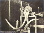 Skull and bones of a mammoth discovered at the bottom of a mining shaft, Hunter Creek