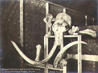 [ Skull and bones of a mammoth discovered at the bottom of a mining shaft, Hunter Creek ]