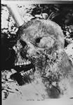 Crâne exhumé du cimetière de Mowat