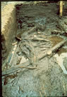 Nombreuses racines dpinette in situ, 4A71K4-2, 1976