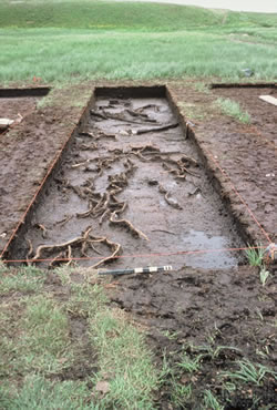 Bog Excavations, Upper Layer