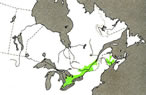 Distribution of butternuts, Juglans cinerea, in Canada.
