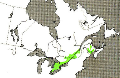 [ Distribution of butternuts, Juglans cinerea, in Canada., R.C. Hosie,   ]